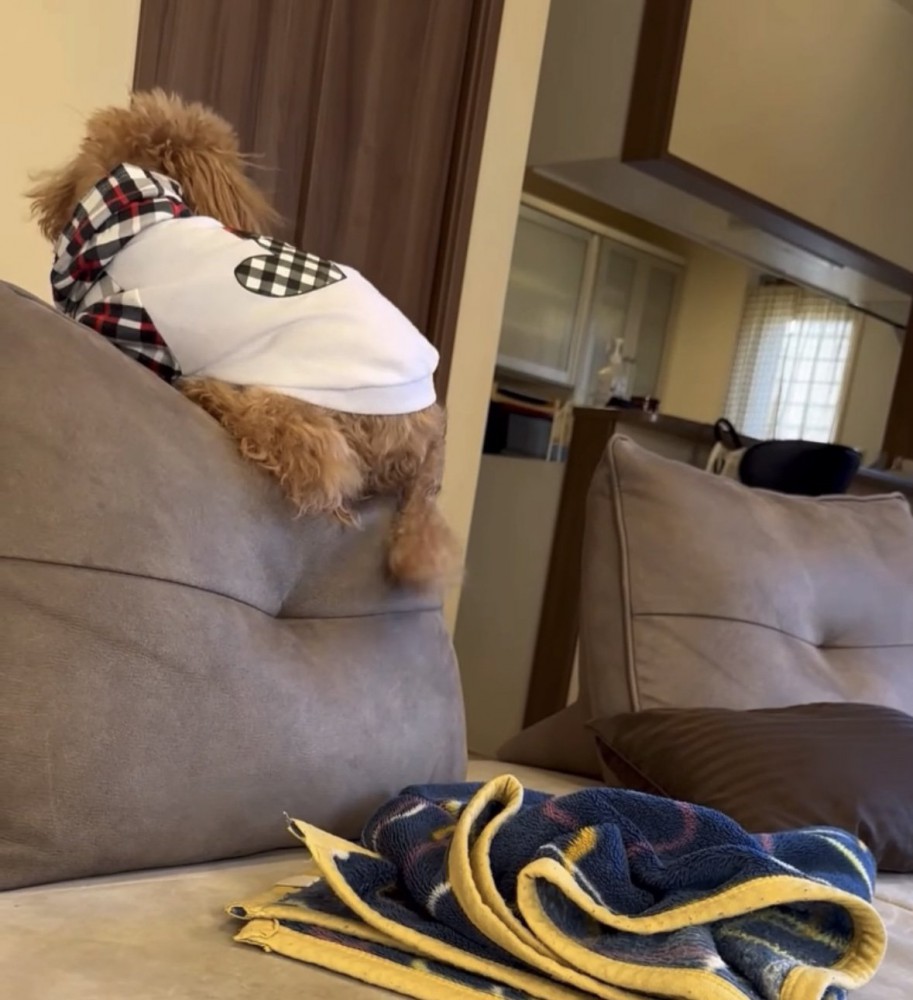 ママの方を見る犬