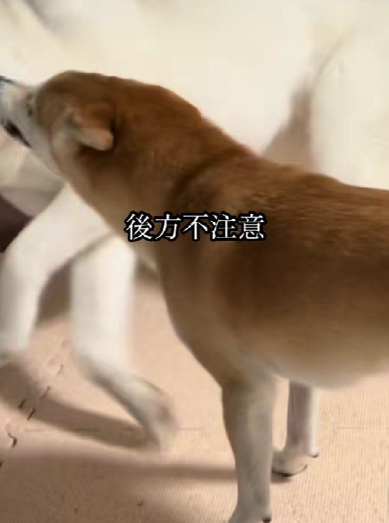 うっかり突撃しちゃった！