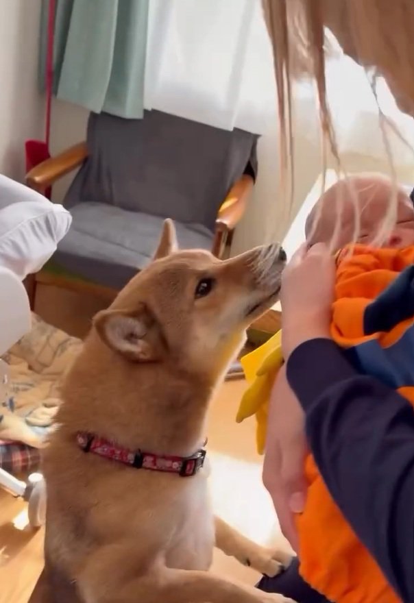 挨拶をするきなこちゃん