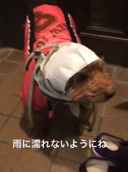 なんだかみじめかも…！？
