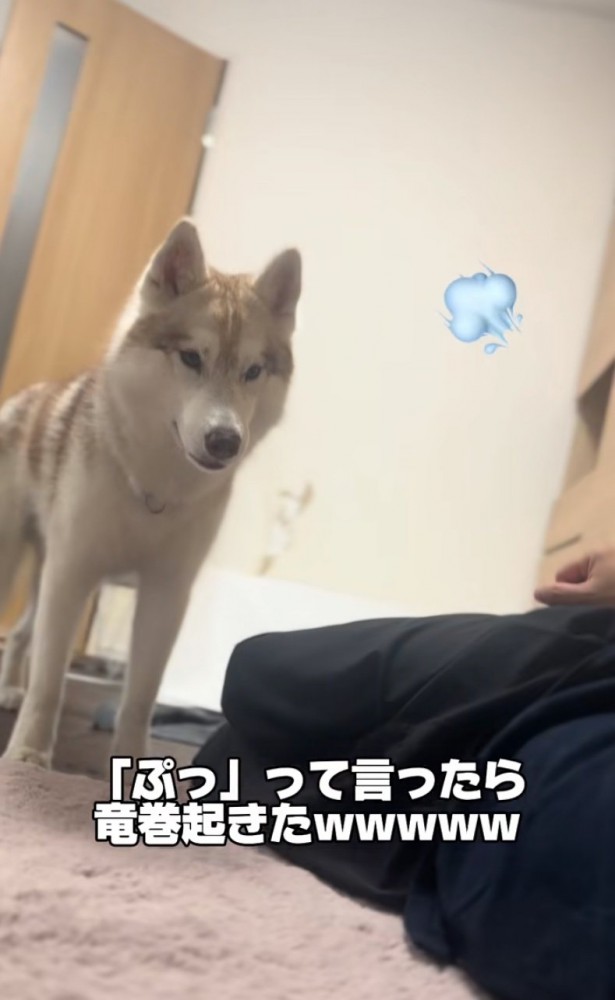 見つめるハスキー