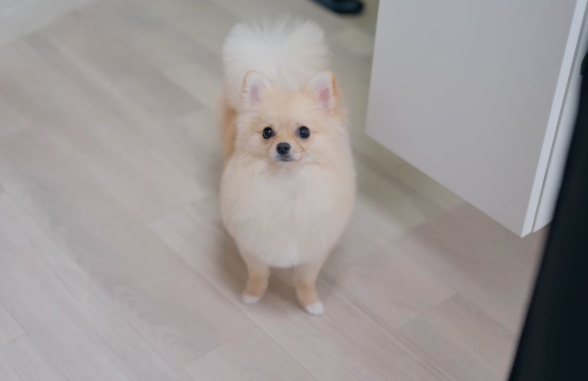 カットされてフワフワになった犬