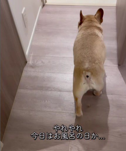 イブちゃんがお風呂へ