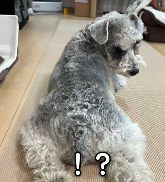 寝そべる小型犬