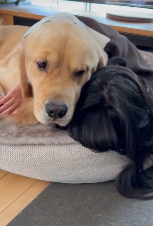 「どうしよう…全然泣き止まない」