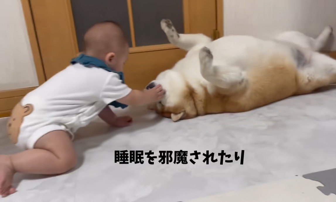 赤ちゃんと柴雄くんと茶太郎くん