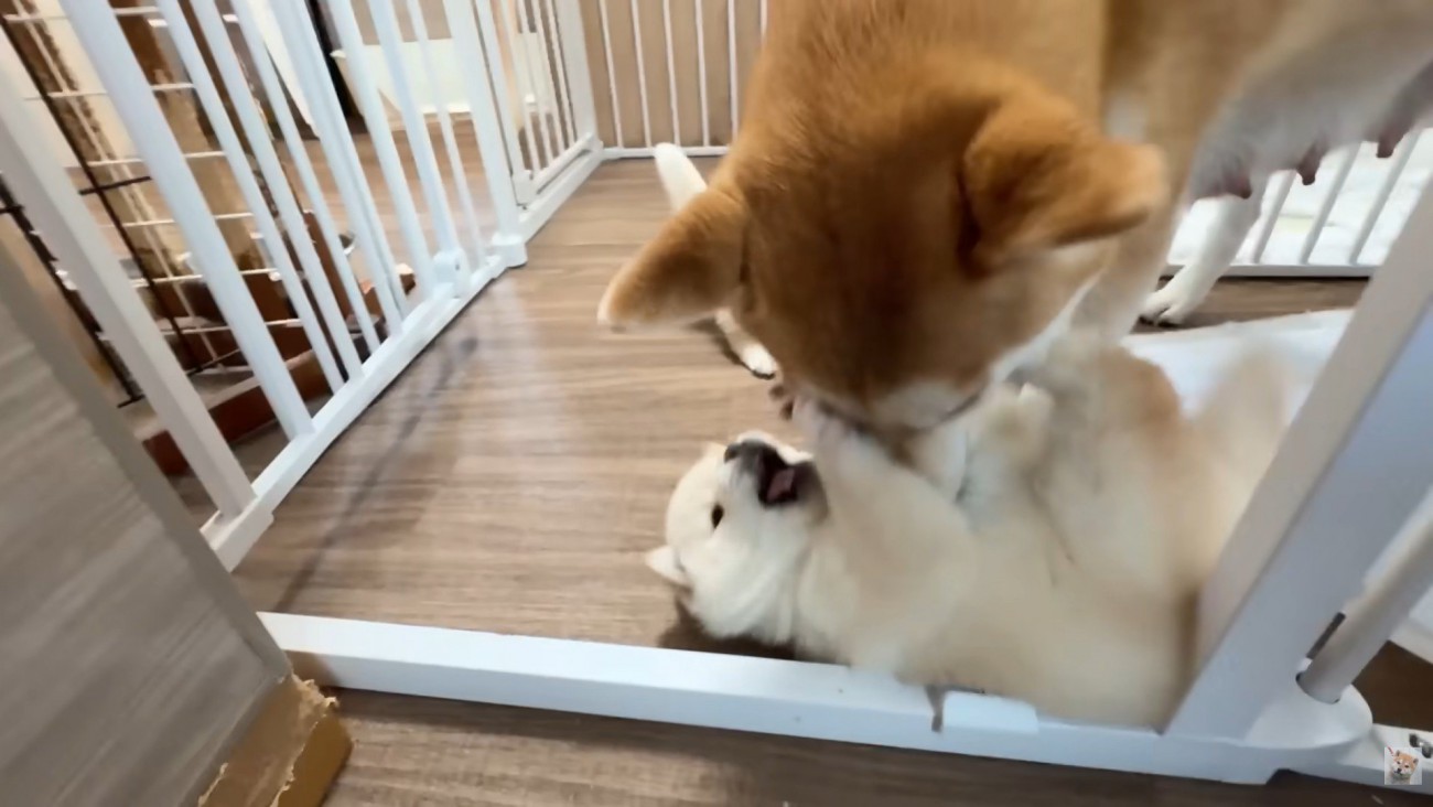 今度ははまなすちゃんへの指導開始