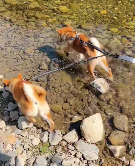 子犬たちはスクスク成長中♪