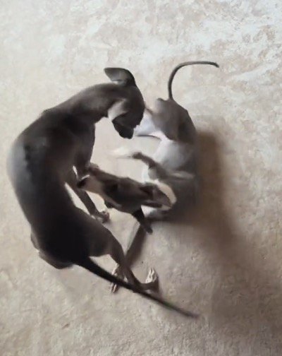 寝転がっている細長い犬に顔を近づける兄犬