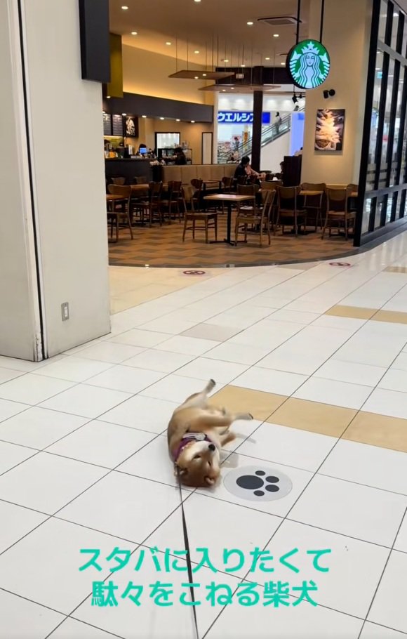 抵抗する茶々麻呂之介くん