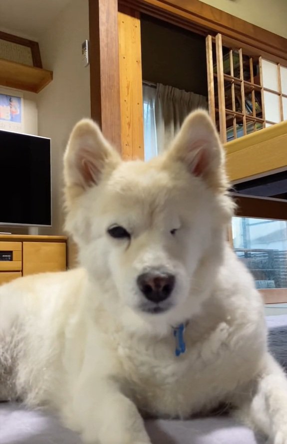 片目のモップさん