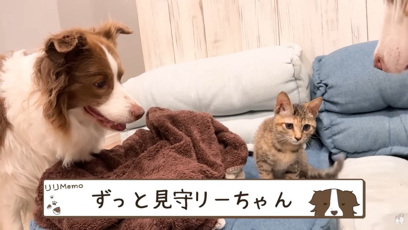 ワンコたちと子猫の再会7
