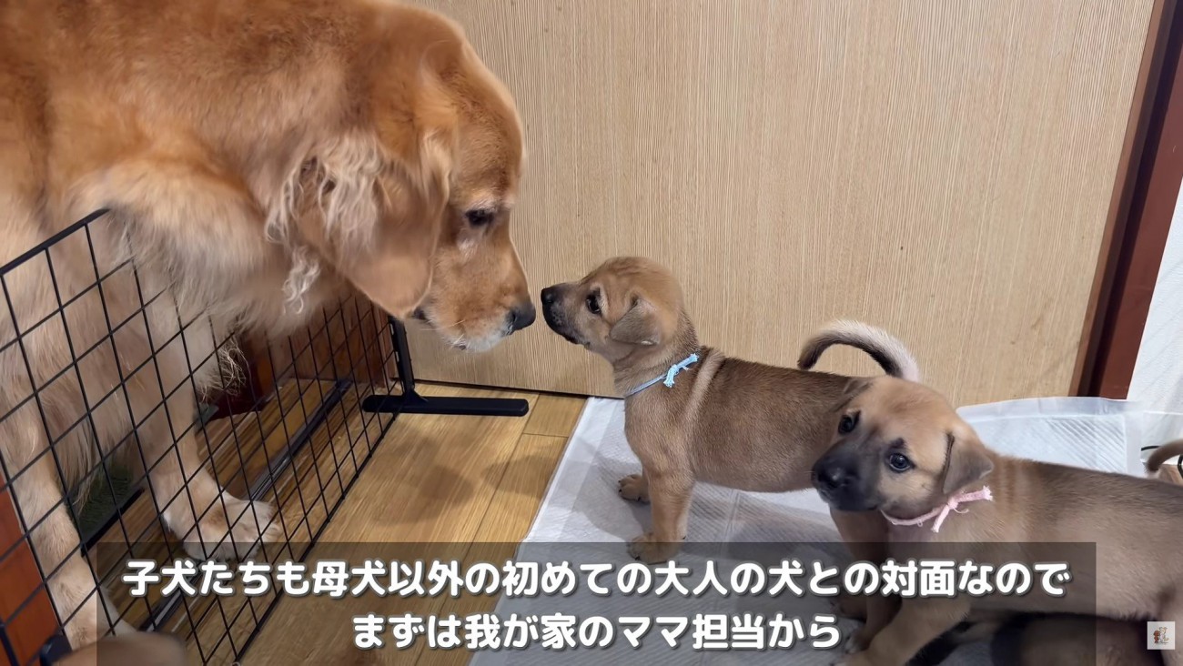 優しく挨拶するヒナタちゃん