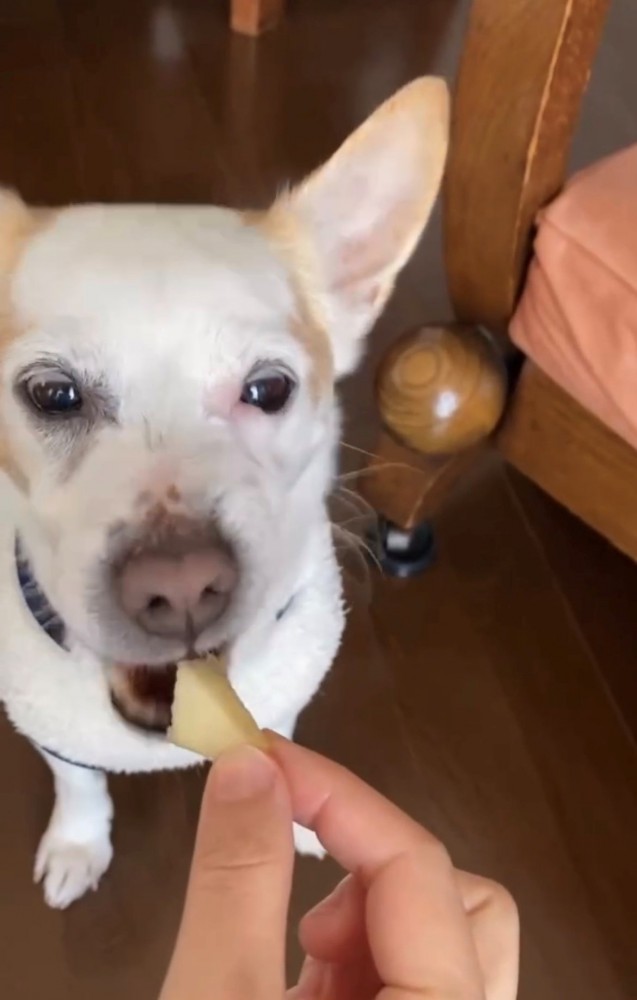 おやつを食べている犬