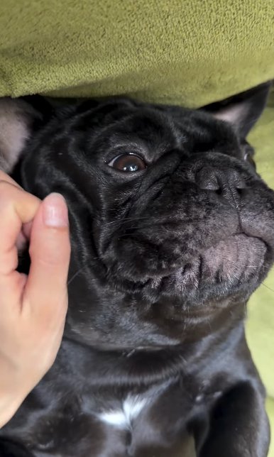 フレンチブルドッグ