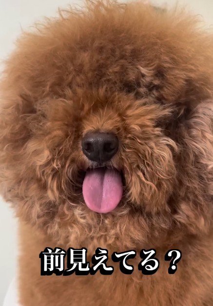 お手入れもひと苦労
