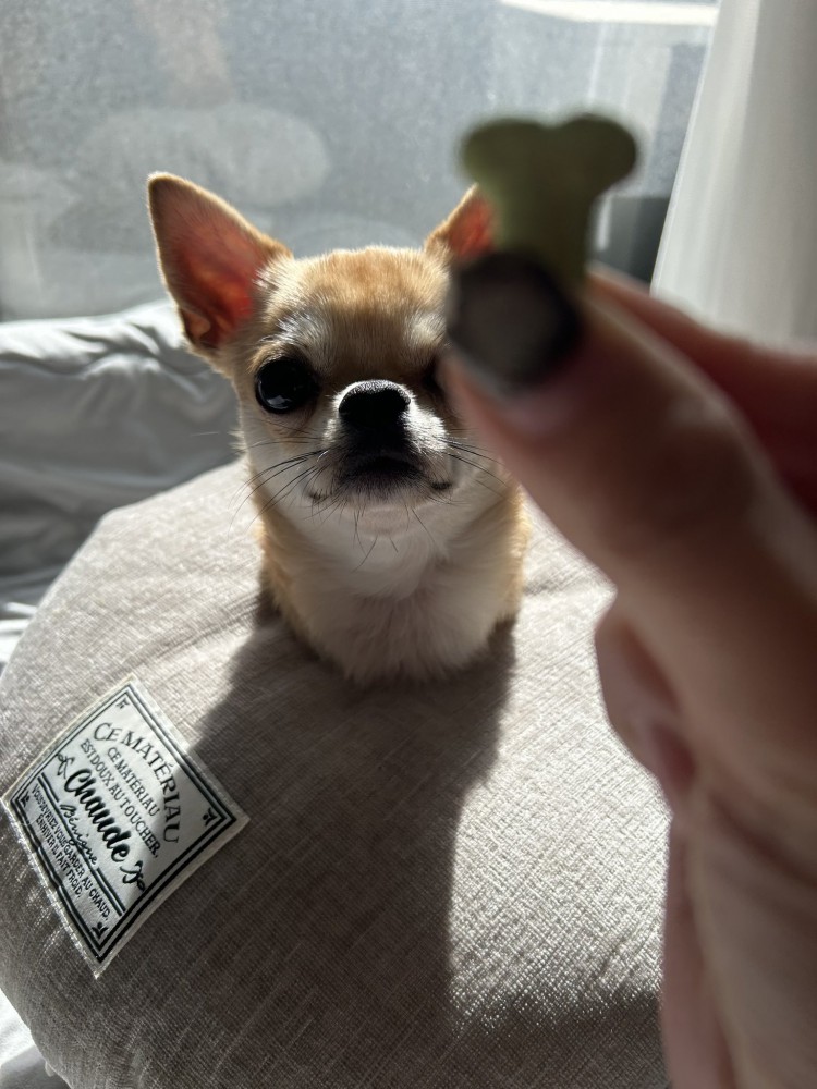 おやつを見つめる小型犬