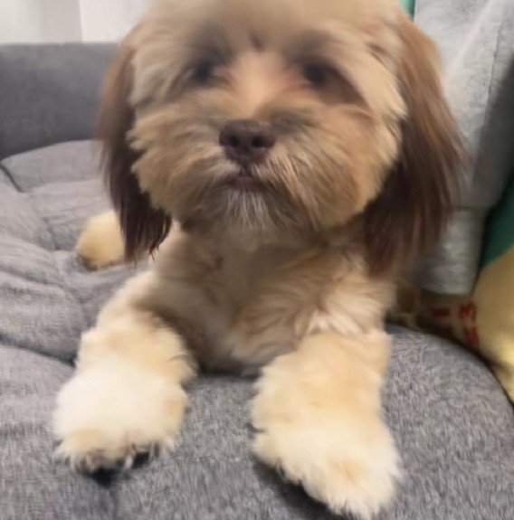 伸びた毛をカットしたい