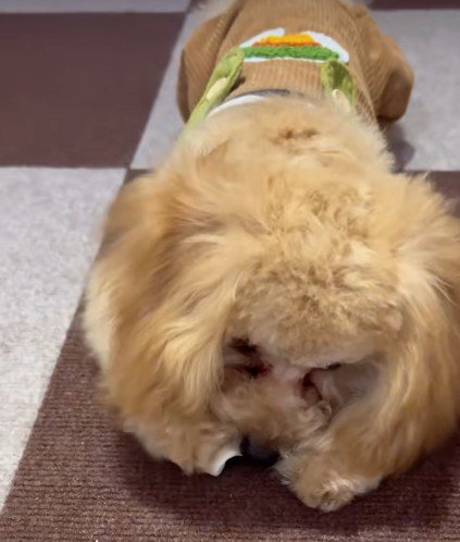 兄犬がおやつを食べてたら…