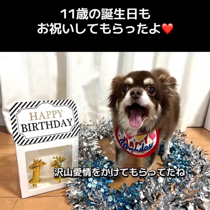 プレゼントをもらった老犬