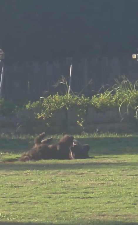 ドッグランでひとり遊びをするノアくん5