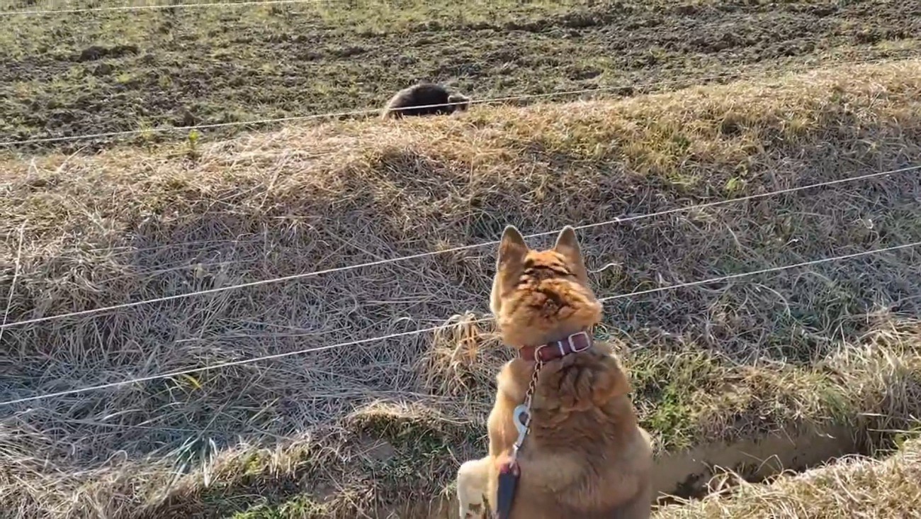 野生のアナグマに興味津々！