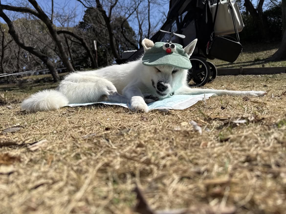 外でくつろぐ犬