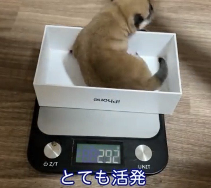 箱の中で動く犬