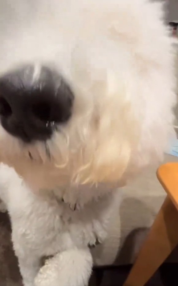 顔を近づけるハクくん