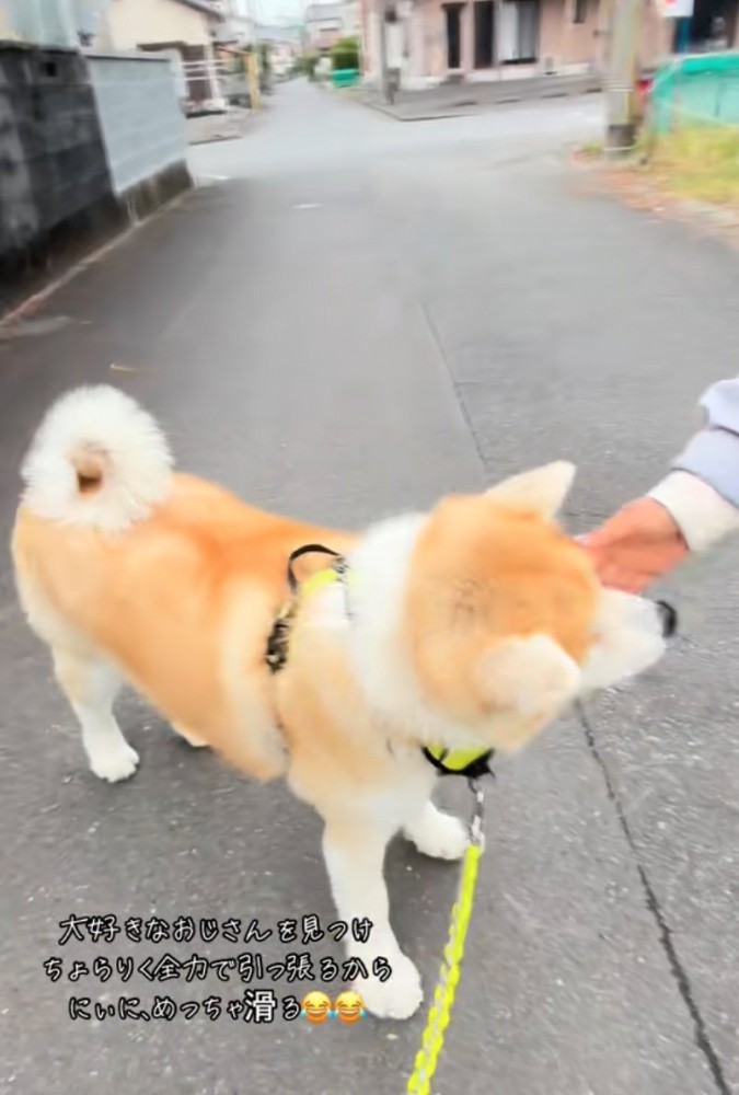 撫でてもらう秋田犬