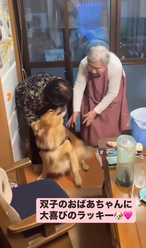 双子のおばあちゃんに甘える大型犬