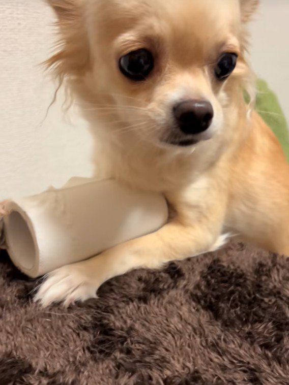 トイレットペーパーを守るジョルノちゃん6