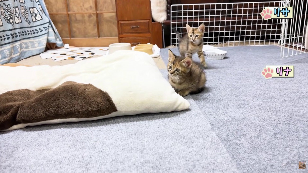 子猫のリナちゃん＆リサちゃん