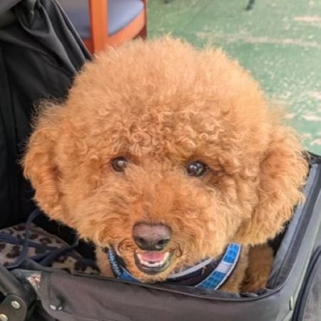 れおん君のビフォーアフター7