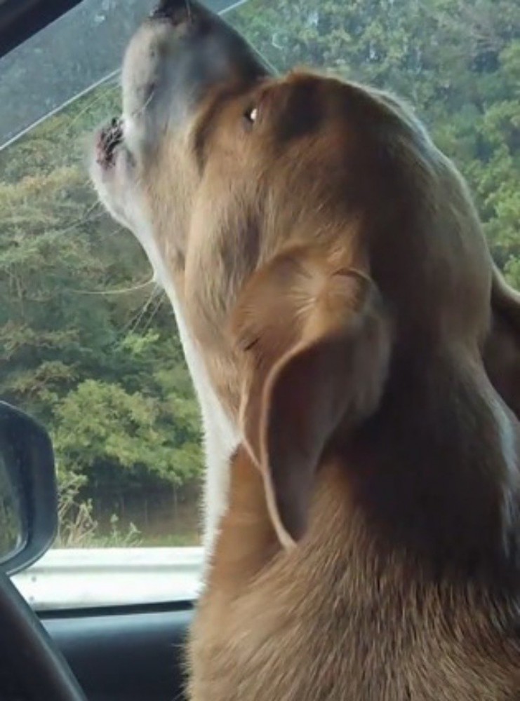 真剣な顔で遠吠えをする犬