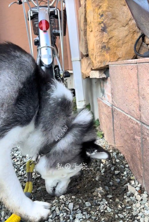 ナラちゃんの行動8