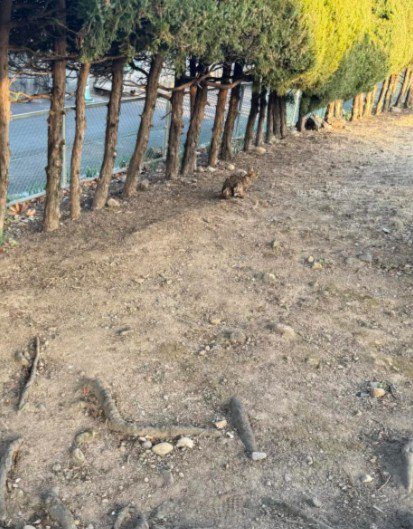 大好きな猫がいる！！