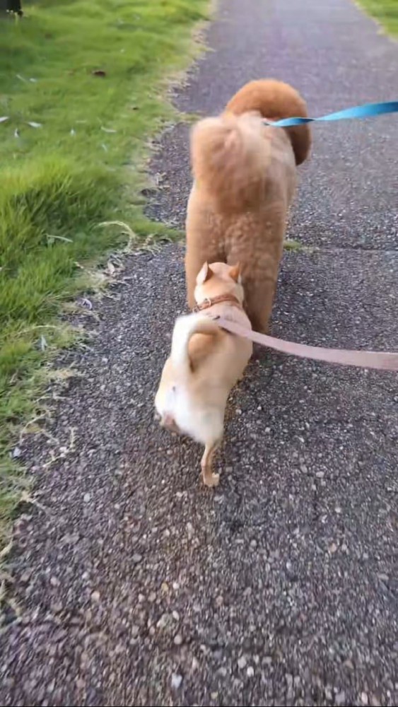 縦に並んで歩くプードルとチワワ