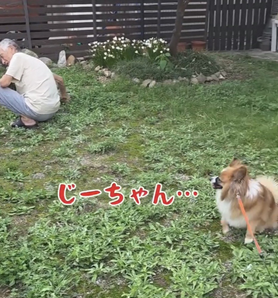 おじいちゃんを見つめる犬