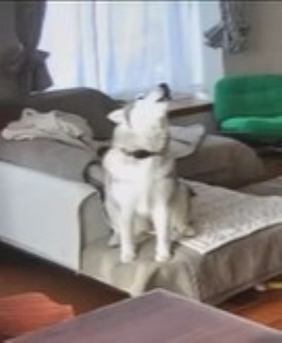 この世の終わりのように絶望…！