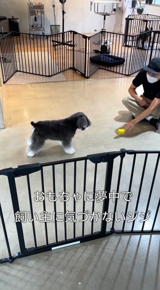 飼い主さんに気づかないジジちゃん