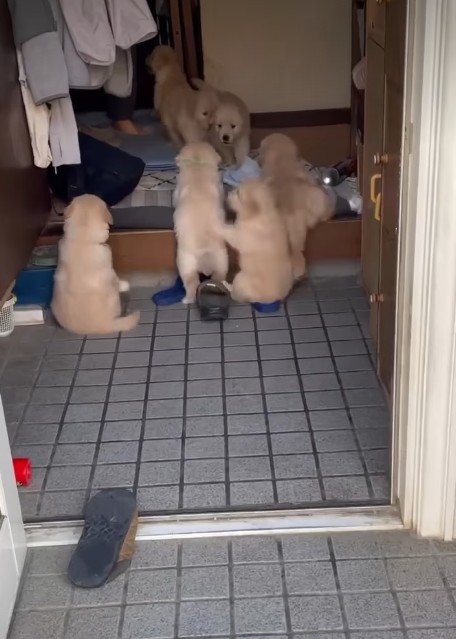 よいしょ、よいしょ！