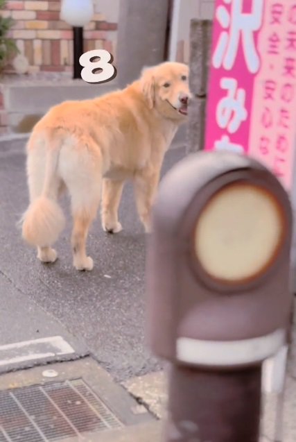 振り向き8回目のメルくん