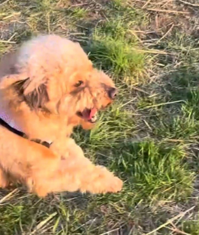 原っぱを駆け出す犬