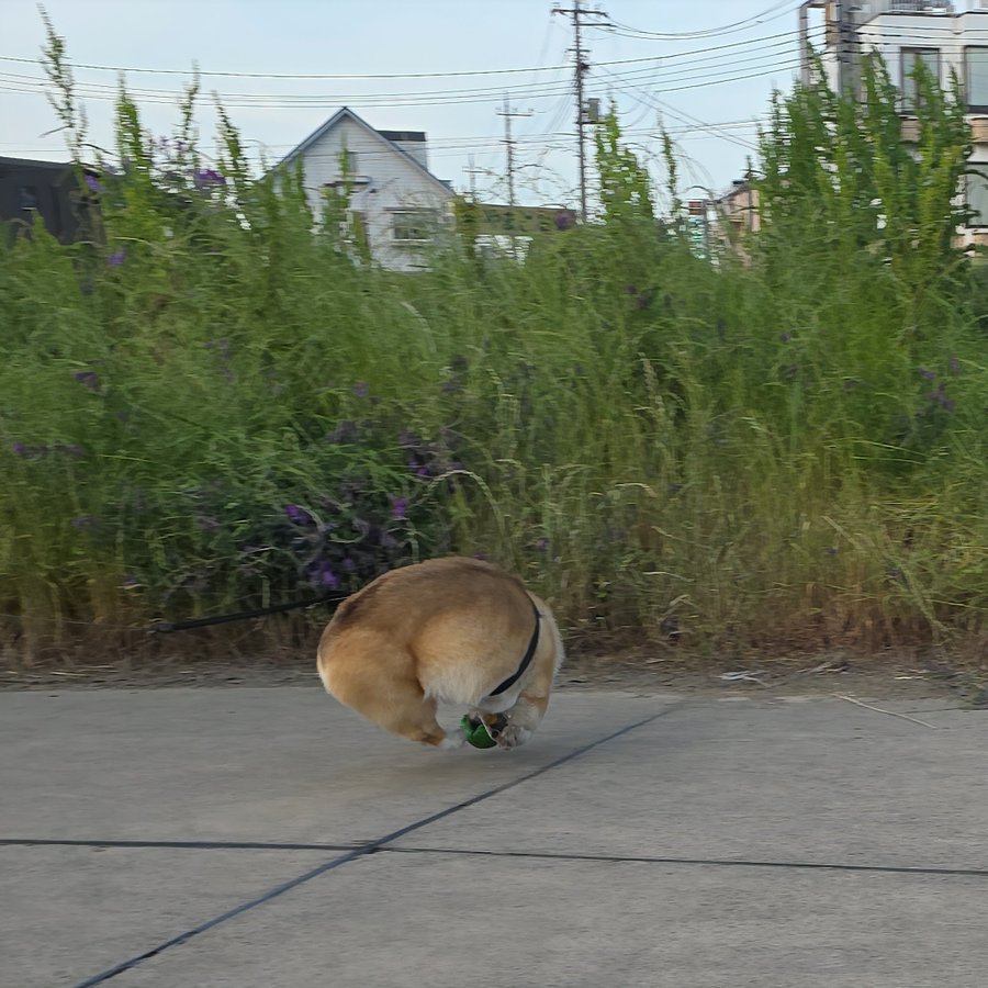 ボール化