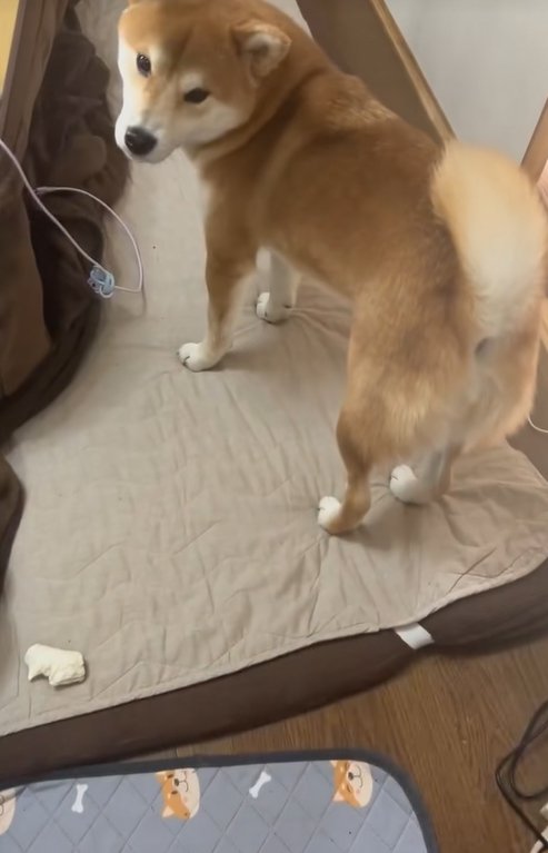 甘えてこない柴犬