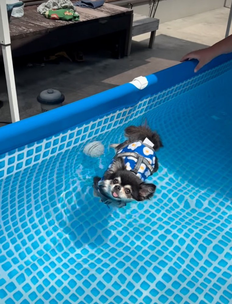 流れる犬