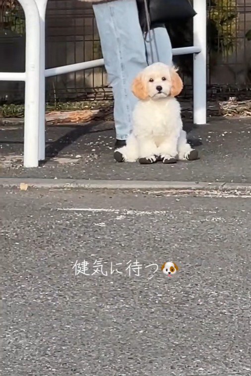 飼い主さんを待つでんでん君2