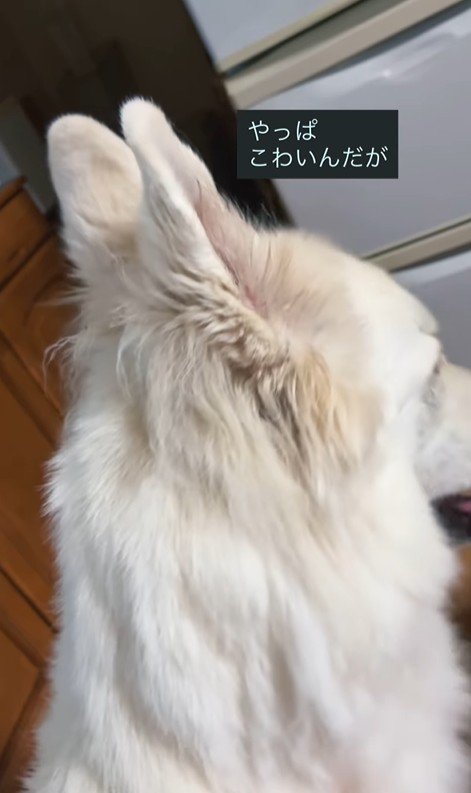 雷が鳴った時のリリーちゃん＆タンタンちゃん8