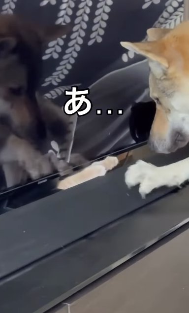 テレビ前のスピーカーを前脚でひっかくチェコスロバキアンウルフドッグ